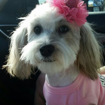 Barb's Precious Pups - Pet Breeders Near Me - Las Vegas, Nevada Barb's Precious Pups - Pet Breeders Near Me - Las Vegas, Nevada