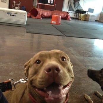 Sit Means Sit - Taking a break after a good class. - Pet Training Near Me - Las Vegas, Nevada