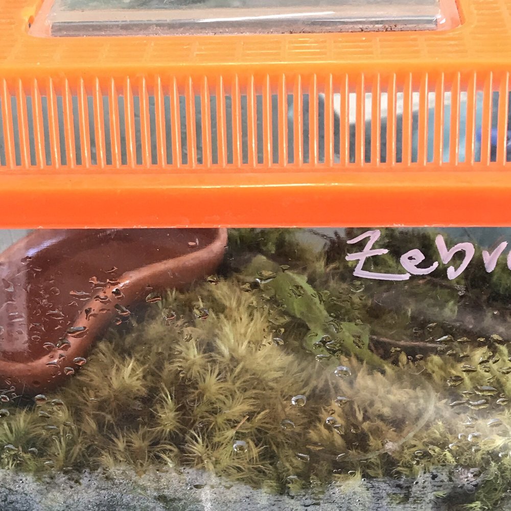 Pet Emporium - Overheated Anole, no thermometer in the tank - Pet Groomers Near Me - Capitola, California Pet Emporium - Overheated Anole, no thermometer in the tank - Pet Groomers Near Me - Capitola, California