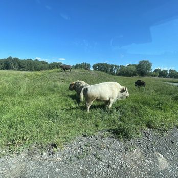 Yellowstone Safari Park - Bison - Ranches Near Me - Rexburg, Idaho Yellowstone Safari Park - Bison - Ranches Near Me - Rexburg, Idaho