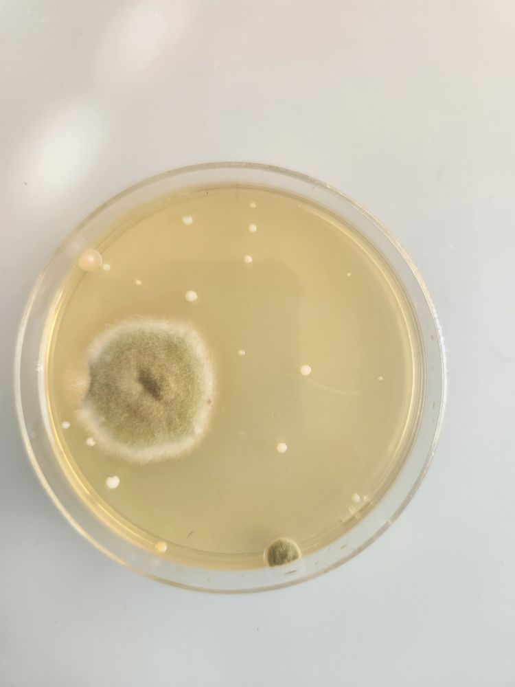 Huff Management Co - property management company in Opelika, AL