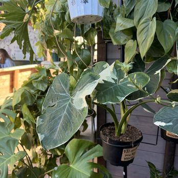 Garden Coffee - Cafes Near Me - San Diego, California Garden Coffee - Cafes Near Me - San Diego, California