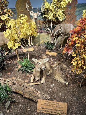 Bass Pro Shops (Formerly Cabela's) by null
