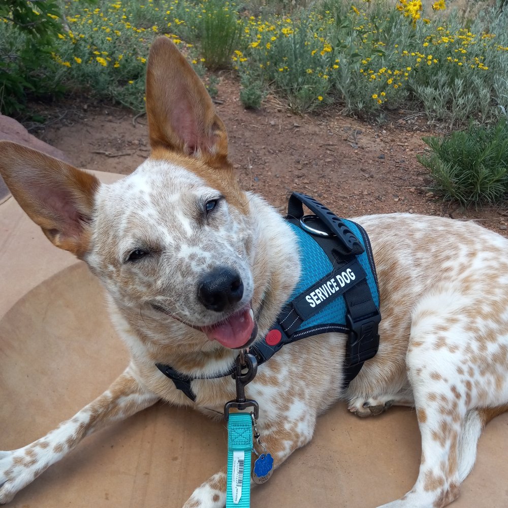 YellowDog Design, Print and Marketing - Aspen is a happy service dog - Printing Services Near Me - Denver, Colorado YellowDog Design, Print and Marketing - Aspen is a happy service dog - Printing Services Near Me - Denver, Colorado