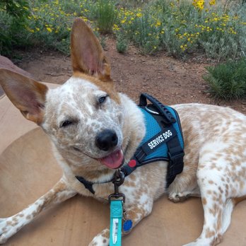 YellowDog Design, Print and Marketing - Aspen is a happy service dog - Printing Services Near Me - Denver, Colorado YellowDog Design, Print and Marketing - Aspen is a happy service dog - Printing Services Near Me - Denver, Colorado