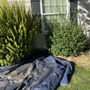 Tall Guy’s Lawn Care