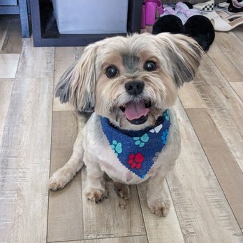 Paws R Us - Blake freshly groomed! - Pet Groomers Near Me - Fresno, California Paws R Us - Blake freshly groomed! - Pet Groomers Near Me - Fresno, California