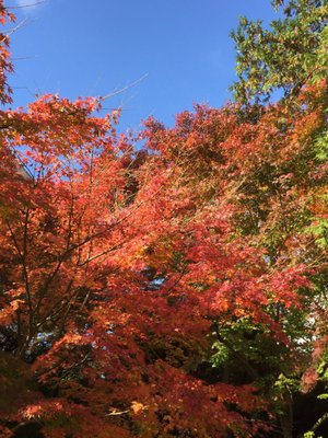 MOA Museum of Art by null