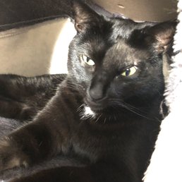 And this is how he looks 2 weeks post-op! I have my happy, handsome kitty back! And this is how he looks 2 weeks post-op! I have my happy, handsome kitty back!