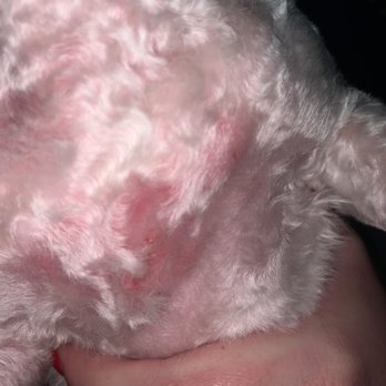 Grooming With Love - My Puppy's chest where they cut her and shaved all her hair off - Pet Groomers Near Me - Bell Gardens, California Grooming With Love - My Puppy's chest where they cut her and shaved all her hair off - Pet Groomers Near Me - Bell Gardens, California