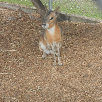 Wellington Conservation Center - Petting Zoos Near Me - Wellington, Florida Wellington Conservation Center - Petting Zoos Near Me - Wellington, Florida