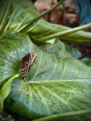 Franklin Park Conservatory and Botanical Gardens by null