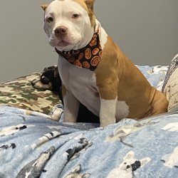 Glorious Baths & Dog Grooming - This fur baby sets the tone .