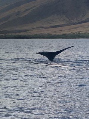 Maui Dreams Dive Co by null