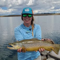 Upriver Fly Fishing - Monster Brown Trout caught on a Stillwater trip near Buena Vista CO