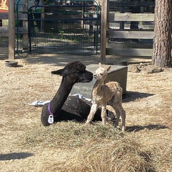 Out Of Sight Alpacas - 4 hours young (and mama) - Attraction Farms Near Me - Waretown, New Jersey