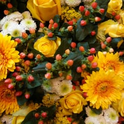 Gänseblümchen