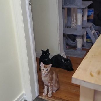Cuddle N Snuggle Pet Care - Pet Sitting Near Me