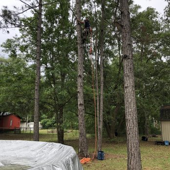 Duce Tree Service - Pine trees. - Tree Services Near Me - Fleming Island, Florida