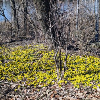 Bennett Park - Winter Aconite - Parks Near Me - Chicago, Illinois Bennett Park - Winter Aconite - Parks Near Me - Chicago, Illinois
