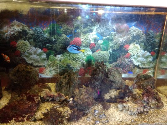 Los Chorros Restaurant by null