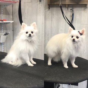Puppy Cutz - Pet Groomers Near Me - San Jose, California