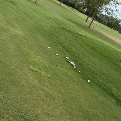 Pecan Lakes Golf Club - Family of mushrooms