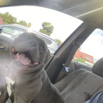 Greenwolf Bellflower - An excited Critter waiting to see his friends at GreenWolf. - Cannabis Dispensaries Near Me - Bellflower, California