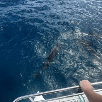 Hawaii Ocean Charters - Dolphins out front of the boat!! - Whale Watching Tours Near Me - Honolulu, Hawaii Hawaii Ocean Charters - Dolphins out front of the boat!! - Whale Watching Tours Near Me - Honolulu, Hawaii