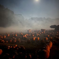 Connors Farm