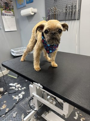 Pawfessional Grooming By Steph