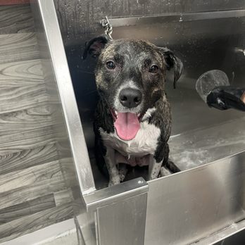 Furever Zen - Pet Groomers Near Me - Monroe, Connecticut