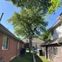 Photo of Elevated Tree Care