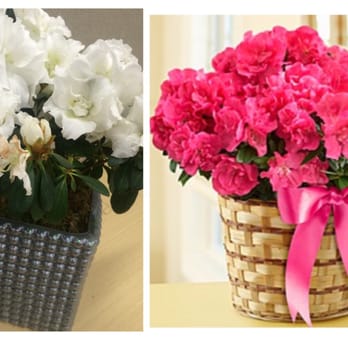 Conroy Flowers - Florists Near Me - Tustin, California Conroy Flowers - Florists Near Me - Tustin, California