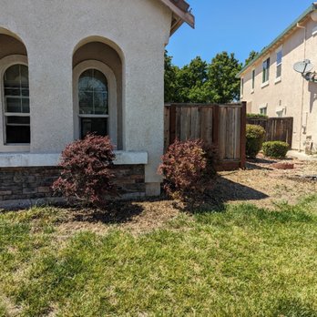 Urban Tree Care - The front yard, where the devilish pearless pear tree once stood, all sprouts removed and debris cleared. - Tree Services Near Me Urban Tree Care - The front yard, where the devilish pearless pear tree once stood, all sprouts removed and debris cleared. - Tree Services Near Me