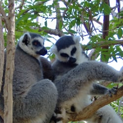 monkey park