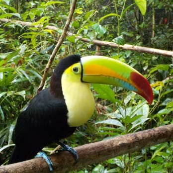Specially Designed Travel - Toucan at Belize Zoo - Travel Services Near Me
