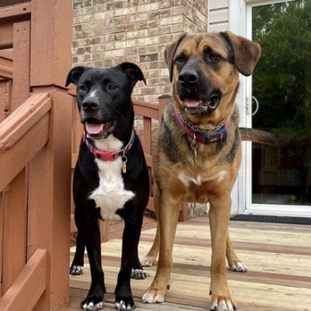 Stargate Kennel - Pet Sitting Near Me - Arnold, Missouri