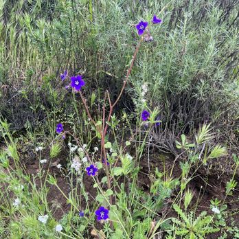 Highland Valley Trail - Beautiful wild flowers - Hiking Near Me - Escondido, California Highland Valley Trail - Beautiful wild flowers - Hiking Near Me - Escondido, California