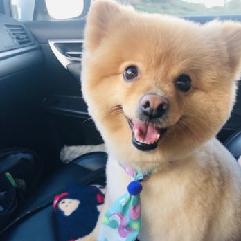 All About Paws Pet Spa - Loving his new hair cute! - Pet Groomers Near Me - Upland, California All About Paws Pet Spa - Loving his new hair cute! - Pet Groomers Near Me - Upland, California