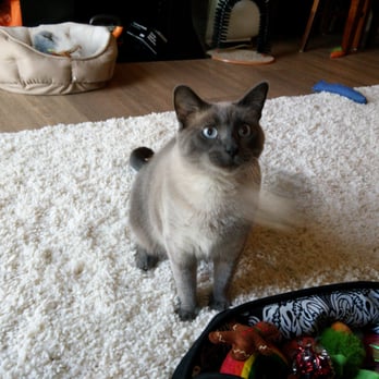 Lollipup Petcare - Olive, a kitty with the personality of a lion. She is so fun to take care of - Dog Walkers Near Me - Seattle, Washington Lollipup Petcare - Olive, a kitty with the personality of a lion. She is so fun to take care of - Dog Walkers Near Me - Seattle, Washington