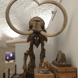 Sternberg Museum of Natural History - Exhibit