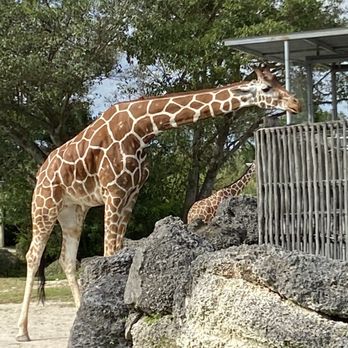 Zoo Miami - Feeding the giraffe - Zoos Near Me - Miami, Florida Zoo Miami - Feeding the giraffe - Zoos Near Me - Miami, Florida