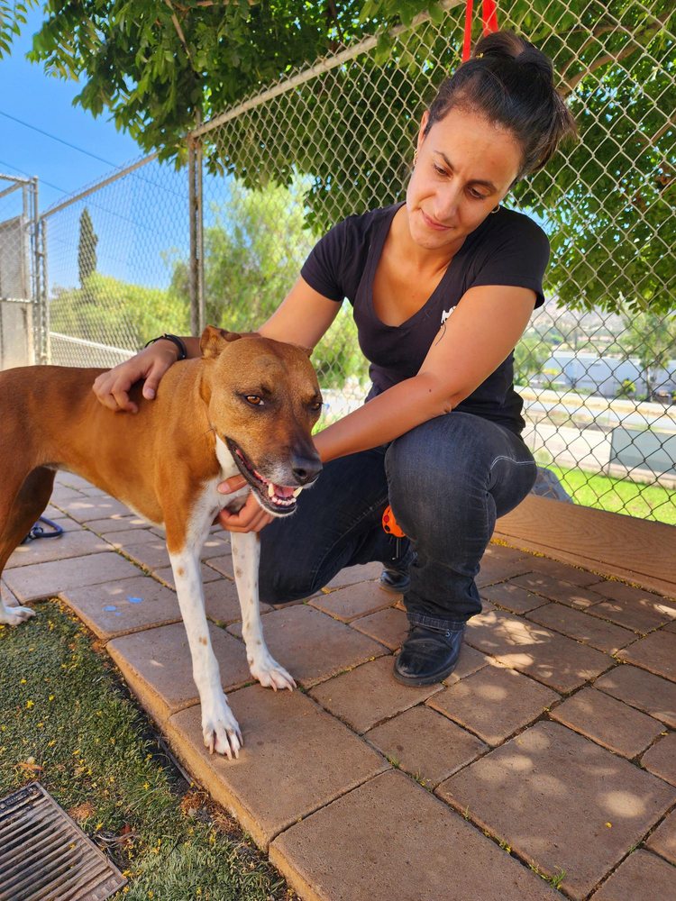 CRT K9 Dog Training - pet boarding facility in Spring Valley, CA
