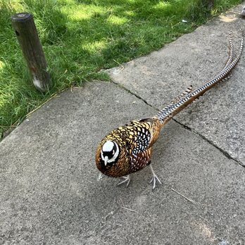 Columbus Zoo and Aquarium - Pheasant - Zoos Near Me - Powell, Ohio