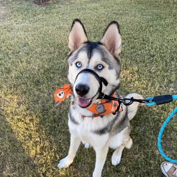FurBabies & Friends - Training at the park with other doggies to help with anxiety! - Dog Walkers Near Me - Glendale, Arizona FurBabies & Friends - Training at the park with other doggies to help with anxiety! - Dog Walkers Near Me - Glendale, Arizona