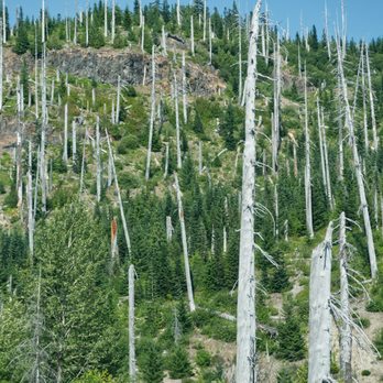 Mt St Helens - Over 40 years after the eruption, the hillsides facing the mountain are still a sight to behold. - Climbing Near Me