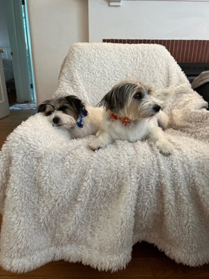 Lucky's Pet Care by null