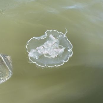 Rivers to Ocean Kayaking - Moon jellyfish. - Rafting/Kayaking Near Me Rivers to Ocean Kayaking - Moon jellyfish. - Rafting/Kayaking Near Me