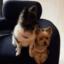 Puff & Fluff Grooming - Arcadia
